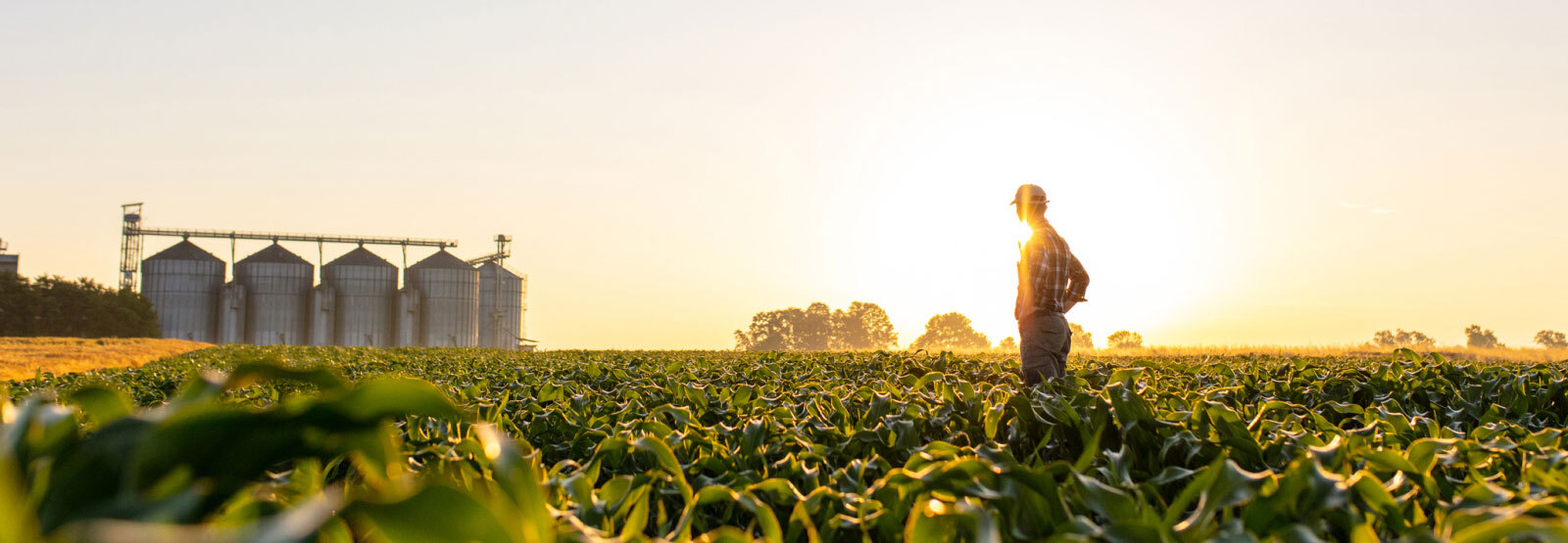 person standing in farm field